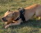 pitbull-harness-amstaff-harness-nylon-dog-harness-am_lrg.jpg